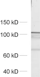 ERC2 Polyclonal rabbit purified antibody - image 1